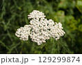 White yarrow flower blooming in summer with green natural background 129299874