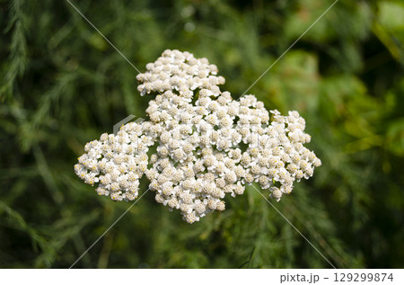 White yarrow flower blooming in summer with green natural background 129299874