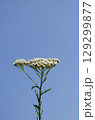 White Yarrow Flowers Against a Clear Blue Sky 129299877