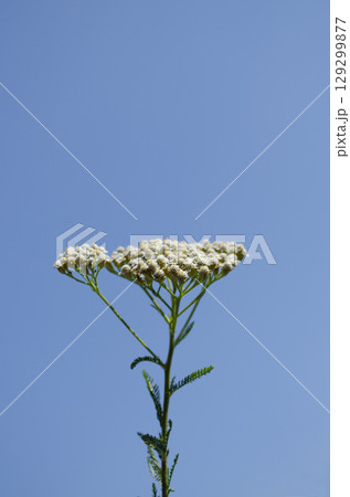 White Yarrow Flowers Against a Clear Blue Sky White Yarrow Flowers Against a Clear Blue Sky 129299877