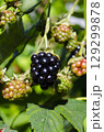 Ripe Blackberries Growing on Bush in Sunlight 129299878