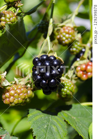 Ripe Blackberries Growing on Bush in Sunlight 129299878