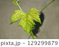 Young grape leaf on vine, vibrant green, new growth, natural sunlight 129299879