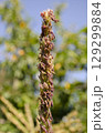 Close up of corn tassel blooming with pollen 129299884