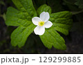 Single white flower on green leaf 129299885
