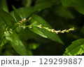 Pink and White Flowers on a Green Plant 129299887