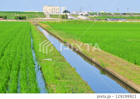 初夏の田園風景　荒川河川敷穀倉地帯　さいたま市西区 129299921