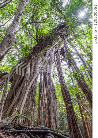 ガジュマル 世界自然遺産屋久島(6月) ガジュマル 世界自然遺産屋久島(6月) 129300061