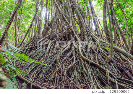 ガジュマル　世界自然遺産屋久島(6月) 129300063