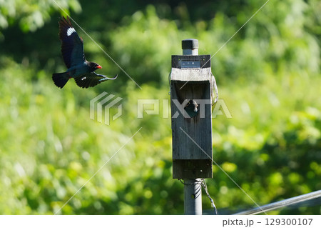 ブッポウソウ：巣立ちを促す親鳥、まだ準備ができていない幼鳥1 129300107