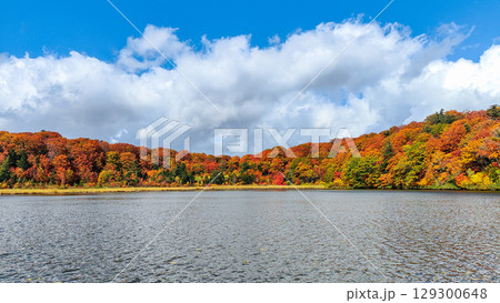 八幡平大沼（秋） 129300648