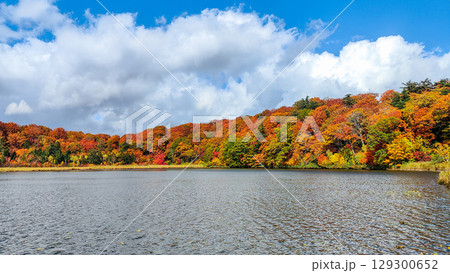 八幡平大沼（秋） 129300652