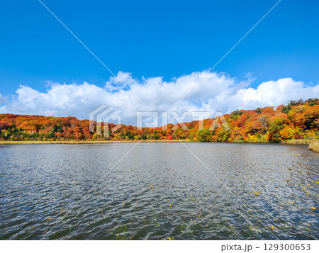 八幡平大沼（秋） 129300653