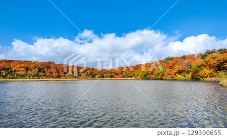 八幡平大沼（秋） 129300655