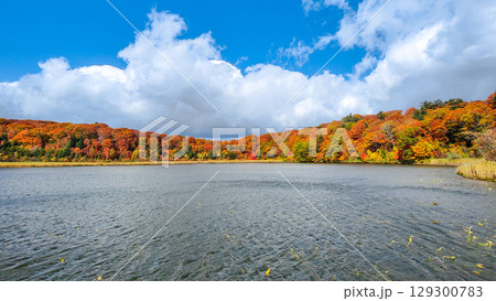 八幡平大沼(秋) 八幡平大沼(秋) 129300783