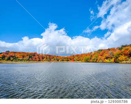 八幡平大沼（秋） 129300786