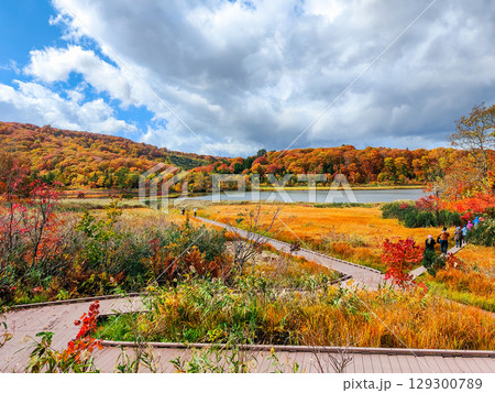 八幡平大沼（秋） 129300789