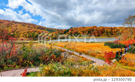 八幡平大沼（秋） 129300790