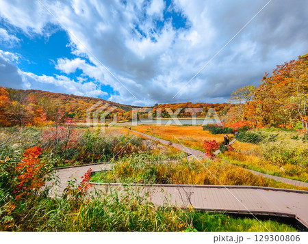 八幡平大沼（秋） 129300806