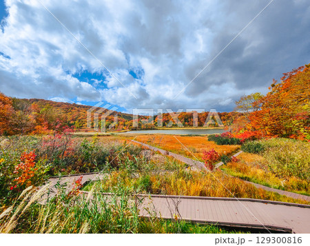 八幡平大沼(秋) 八幡平大沼(秋) 129300816