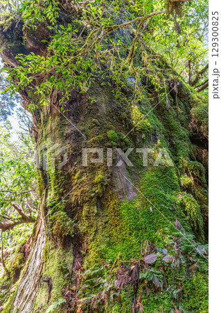 釈迦杉屋久杉　屋久島ヤクスギランド(5月) 129300825
