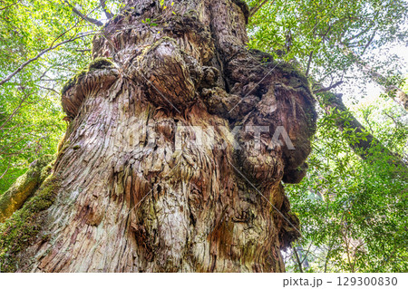 釈迦杉屋久杉　屋久島ヤクスギランド(5月) 129300830
