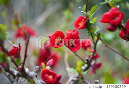 赤いボケの花 赤いボケの花 129300839