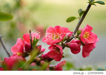 早春を彩るボケの花 早春を彩るボケの花 129300840