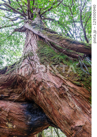 三本足杉屋久杉　屋久島白谷雲水峡(5月) 129300940