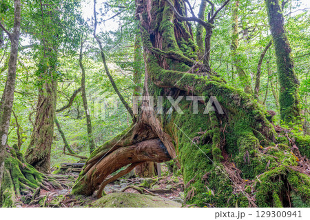 屋久島白谷雲水峡の屋久杉三本足杉(5月)観光客に人気 129300941