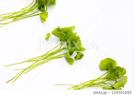Gotu kola, fresh green leaves 129301093