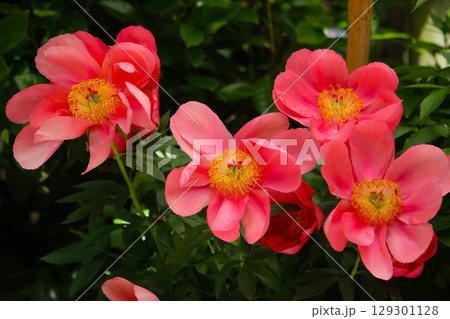 Blooming paeonia flowers in a peaceful Japanese garden. Blooming paeonia flowers in a peaceful Japanese garden. 129301128