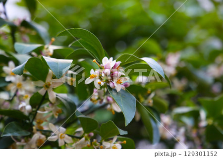 White flower of orange on tree White flower of orange on tree 129301152
