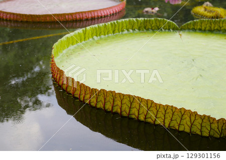 Victoria or giant waterlily is a genus of water-lilies Victoria or giant waterlily is a genus of water-lilies 129301156