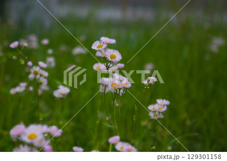 Eastern daisy fleabane (Erigeron annuus) flowers blooming in a grassy field. 129301158