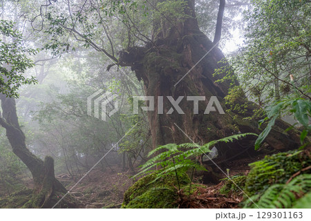 屋久杉かみなりおんじ　屋久島白谷雲水峡(5月) 129301163