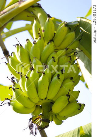 A cluster of green bananas hanging from a banana tree A cluster of green bananas hanging from a banana tree 129301173