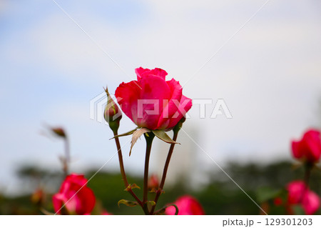 Beautiful pink roses in full bloom at the Japanese Rose Garden. 129301203