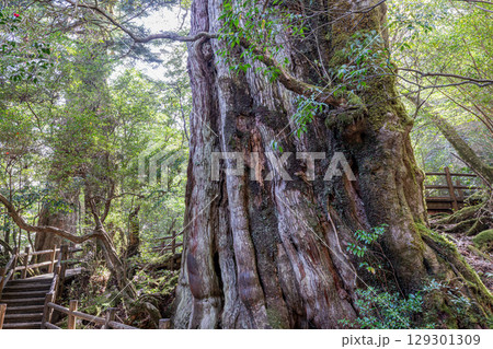 紀元杉屋久杉 屋久島国立公園(5月)島の生き証人 紀元杉屋久杉 屋久島国立公園(5月)島の生き証人 129301309