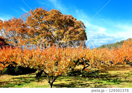 東条・あんず畑の紅葉 129301378