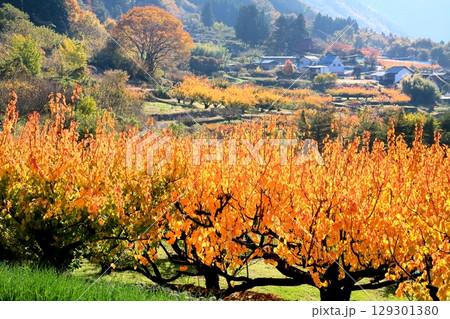 東条・あんず畑の紅葉 129301380