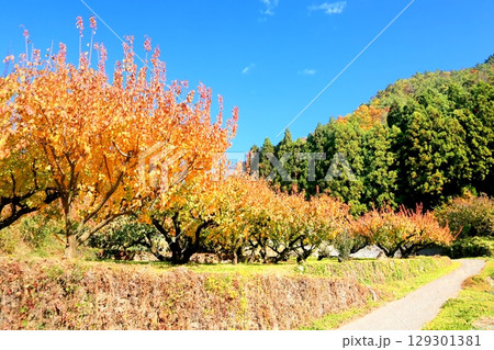 東条・あんず畑の紅葉 東条・あんず畑の紅葉 129301381