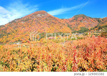 東条・あんず畑の紅葉 東条・あんず畑の紅葉 129301382