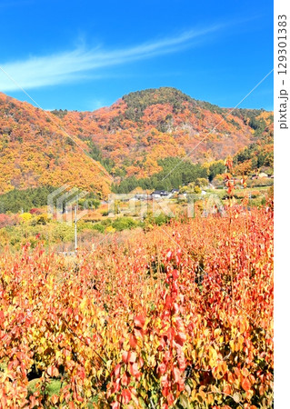 東条・あんず畑の紅葉 129301383
