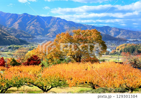 東条・あんず畑の紅葉 129301384