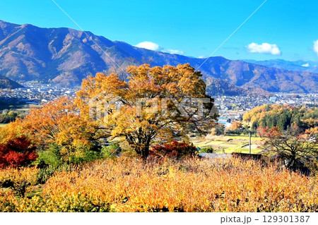 東条・あんず畑の紅葉 129301387