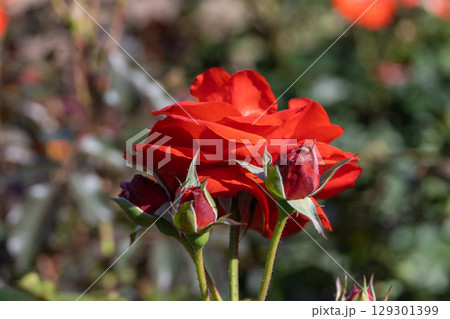 山下公園・満開のピンクのバラ 129301399