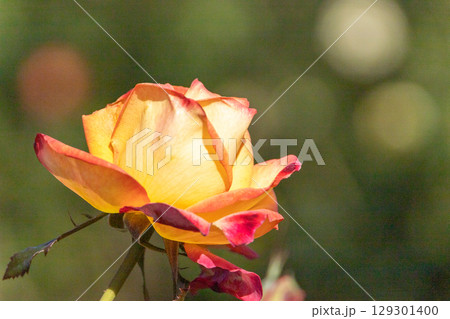 薔薇園・ピンク色の薔薇の花 129301400