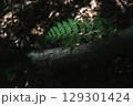 森に入る木漏れ日に照らされる葉 129301424