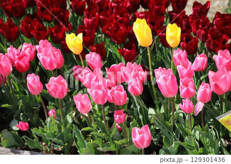 チューリップの花 チューリップの花 129301436